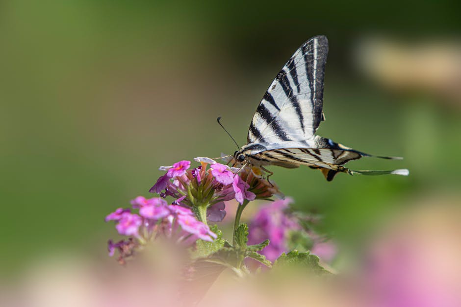 Macro shot of a scarce swallowtail butterfly on a vibrant flower, showcasing nature's beauty.