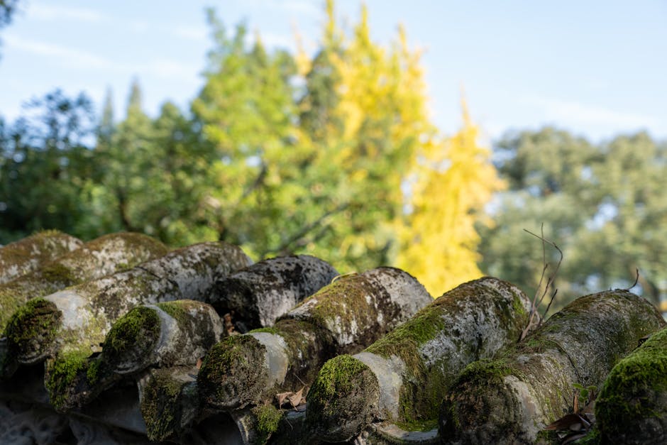 Close-up of moss-covered tiles on a rustic roof with beautiful autumn foliage in the background.